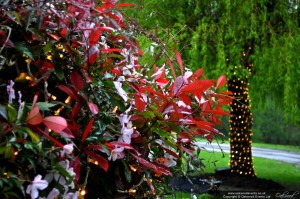 Outdoor Fairy Lights