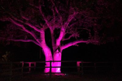 Flood Lit Tree in Pink